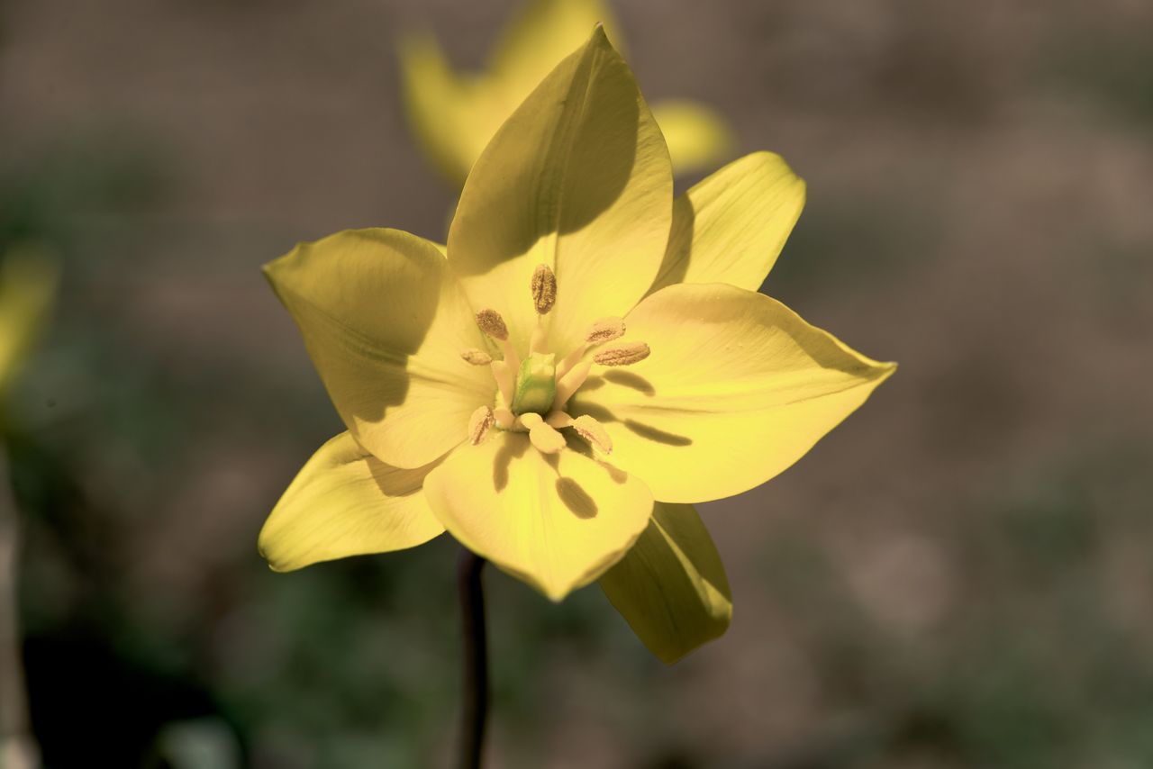 Flore Tulipe de vigne Tul_0463